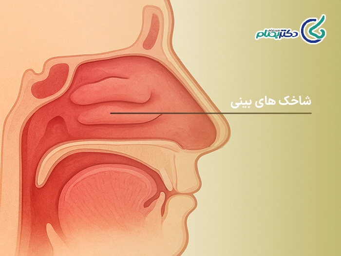 بزرگی شاخک بینی